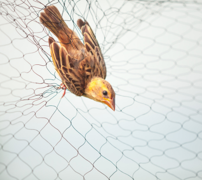 Bird Net