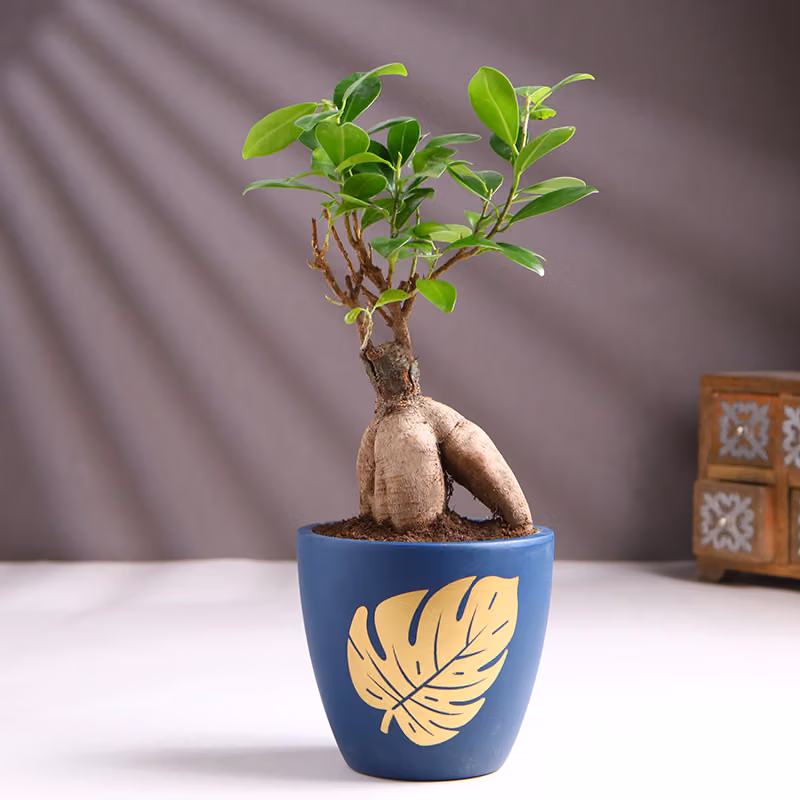 Bonsai In Terracotta Pot