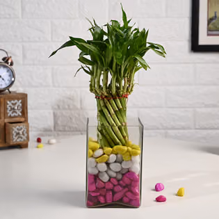 Spiral Lucky Bamboo In Square Glass Vase