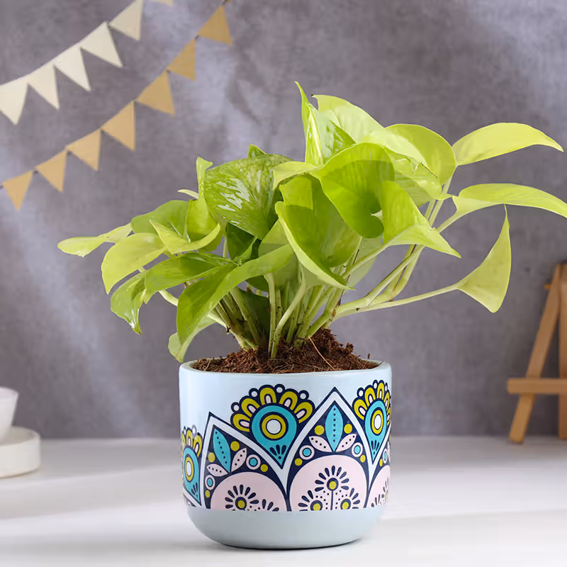 Money Plant In Rangoli Terracotta Pot