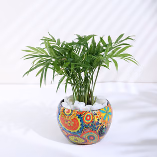 Chamaedorea Plant In Rajwada Pot