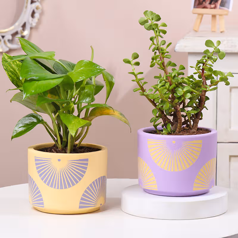 Money N Jade Plants In Designer Pots
