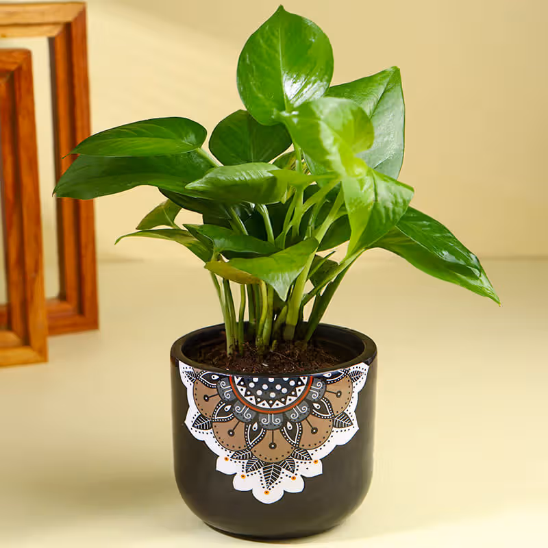 Money Plant In Black Mandala Pot