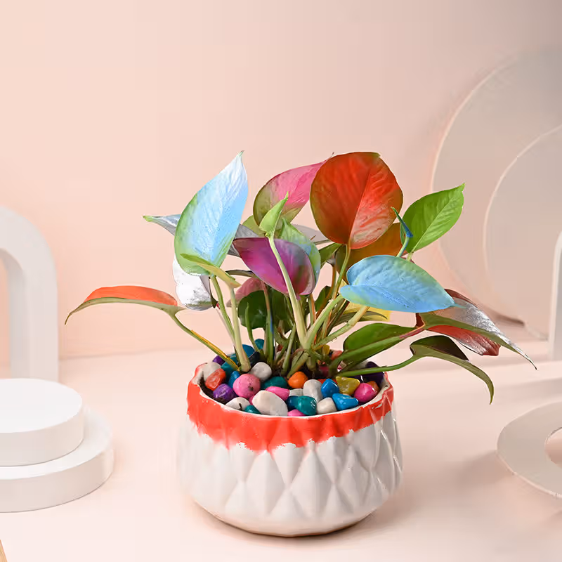 Colorful Money Plant in Shaded White Pot