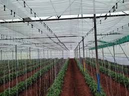 DHAGA FOR POLYHOUSE FARMING