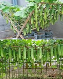 SUPPORT CUCUMBER PLANT