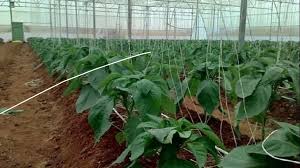 SUPPORT DIFFERENT CROPS