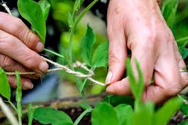 TO TIE CREEPER PLANTS