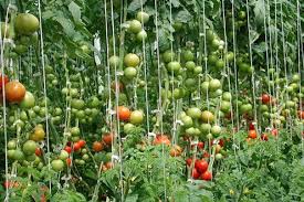 SUPPORT TOMATO PLANT